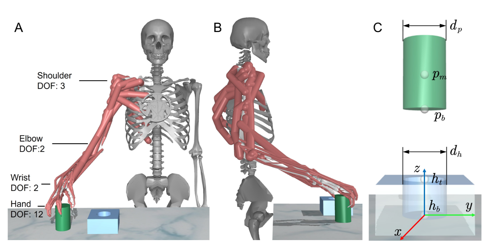 Musculoskeletal upper-body model and peg-in-hole assembly task geometry