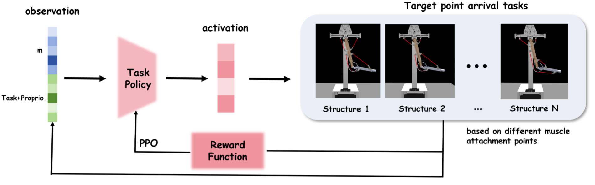 PPO policy learning across musculoskeletal robots with different muscle attachment structures