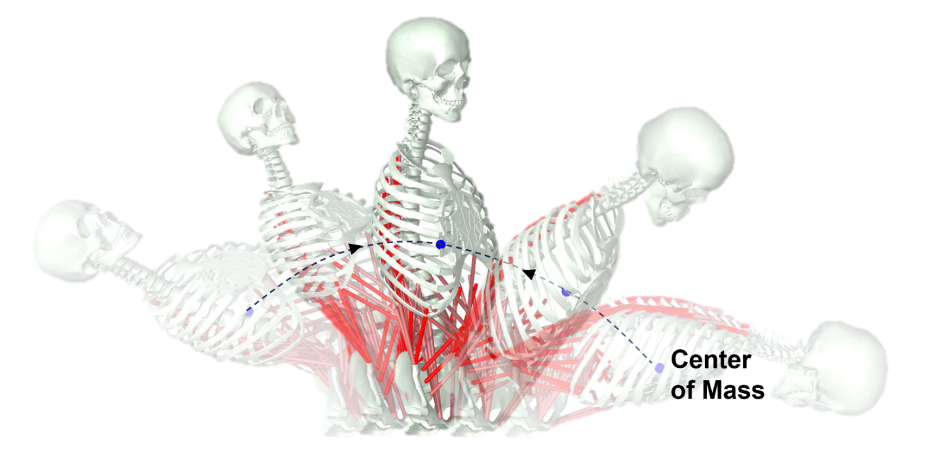 Musculoskeletal torso balance model showing motion and the center-of-mass trajectory