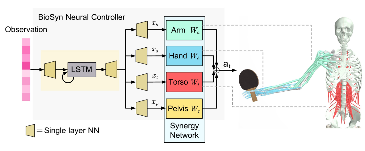 BioSyn neural controller with arm, hand, torso, and pelvis synergy networks for the MyoChallenge 2025 table tennis task