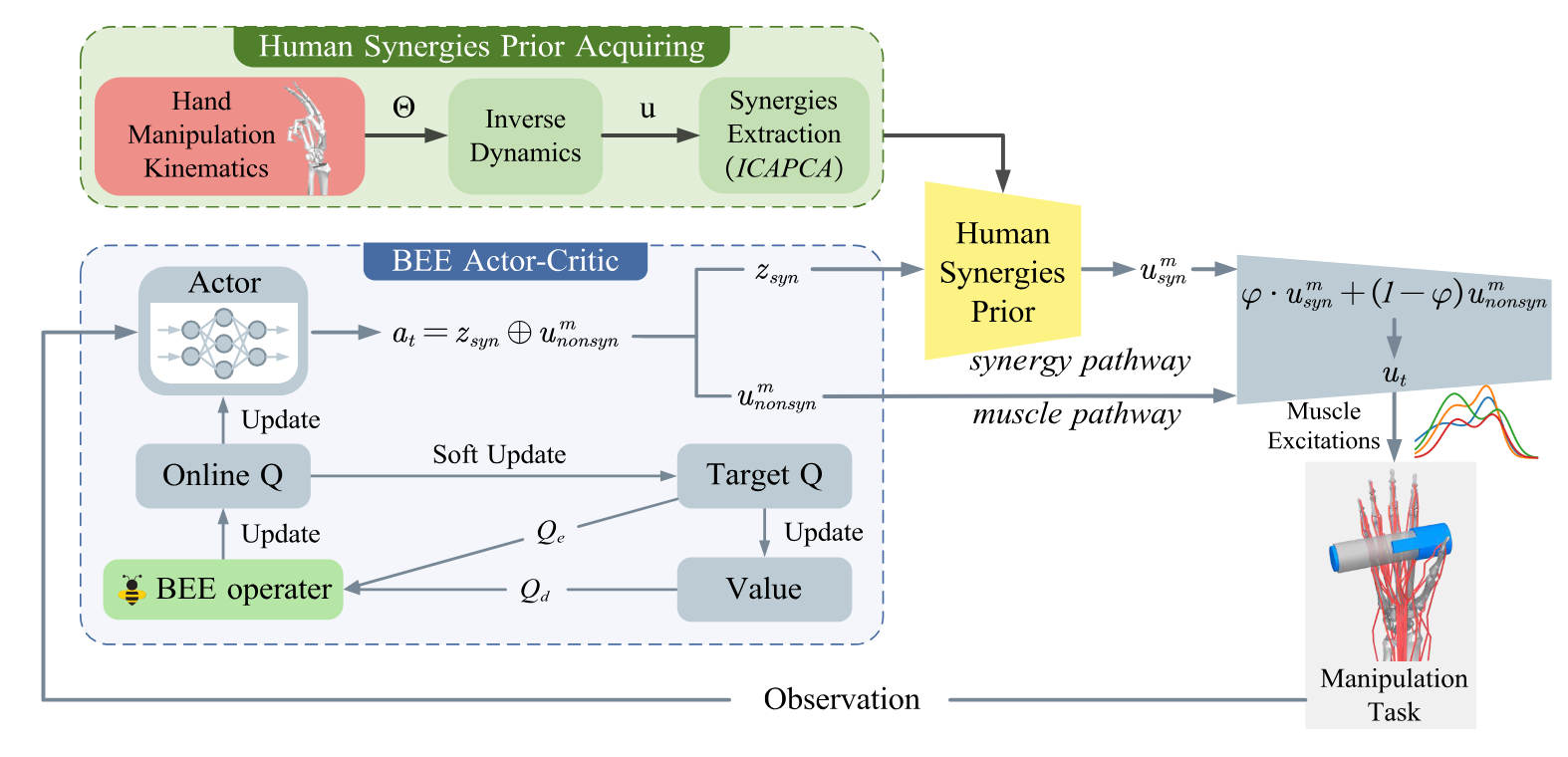 Human synergies prior acquisition and BEE actor-critic framework for musculoskeletal manipulation