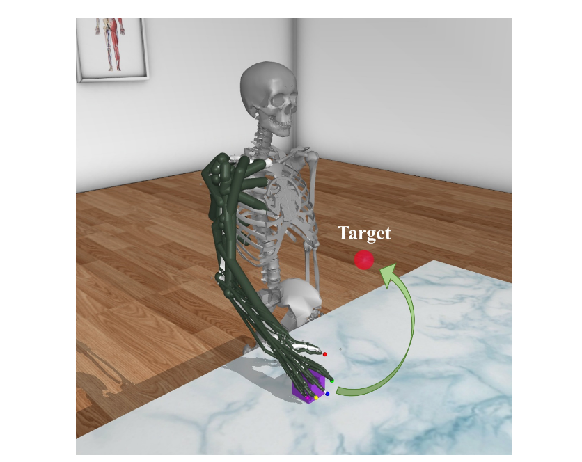 Musculoskeletal robot grasping and moving an object toward a target
